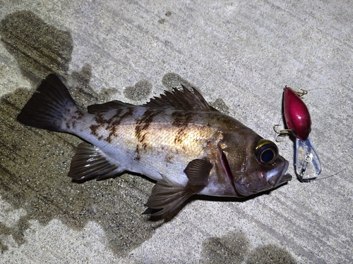 メバルの釣果