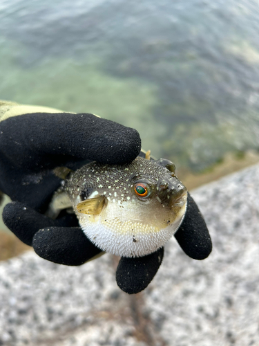 クサフグの釣果