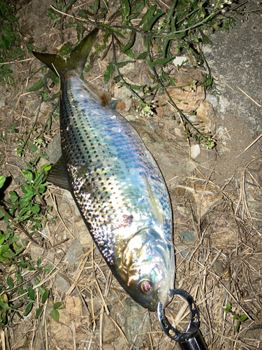 コノシロの釣果