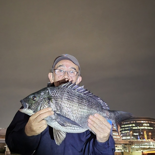 チヌの釣果