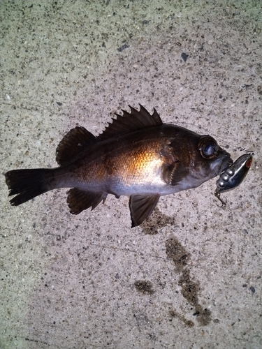 アオメバルの釣果