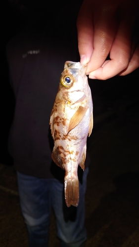 シロメバルの釣果