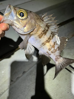 シロメバルの釣果