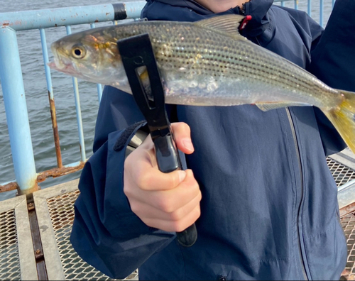 コノシロの釣果