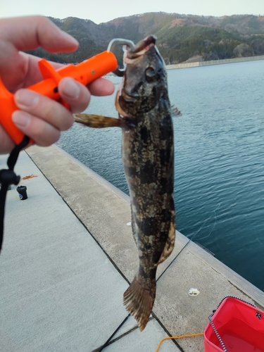 アイナメの釣果