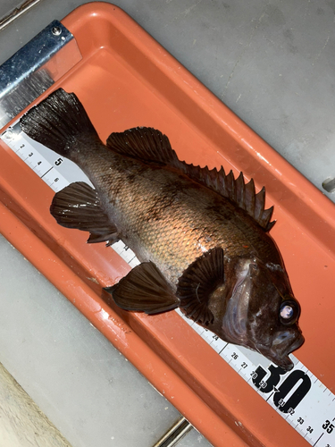 シロメバルの釣果