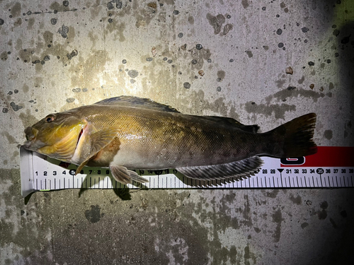 アイナメの釣果