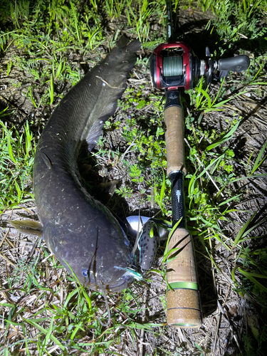 ナマズの釣果