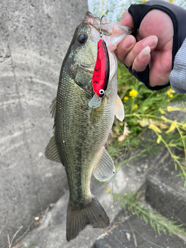 ブラックバスの釣果