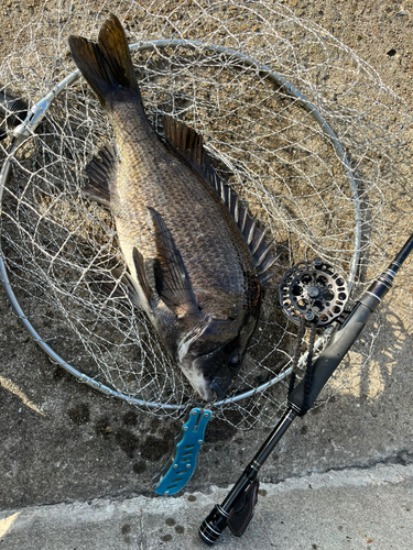 チヌの釣果