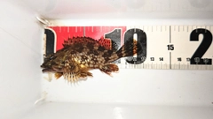 タケノコメバルの釣果
