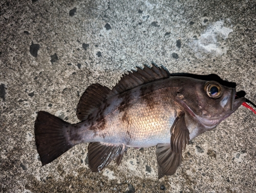 メバルの釣果