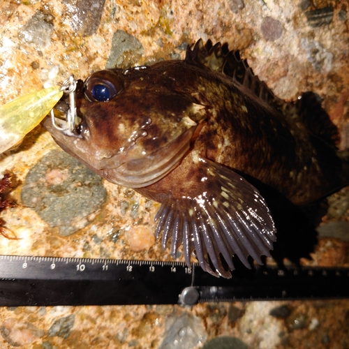 ムラソイの釣果