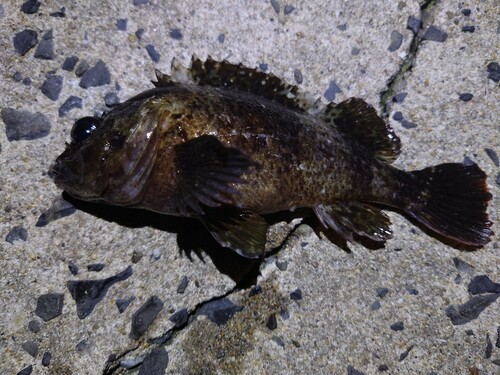 タケノコメバルの釣果