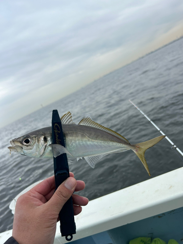 マアジの釣果