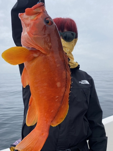 アカハタの釣果