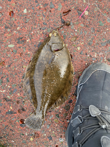 カレイの釣果