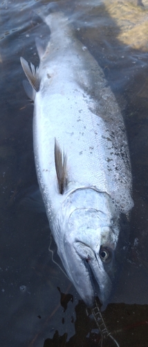 サクラマスの釣果