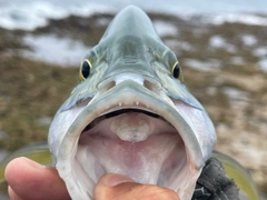 カスミアジの釣果