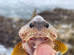 イシガキハタの釣果