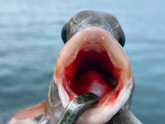 イソフエフキの釣果