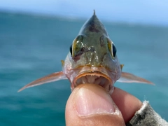 ヒメフエダイの釣果