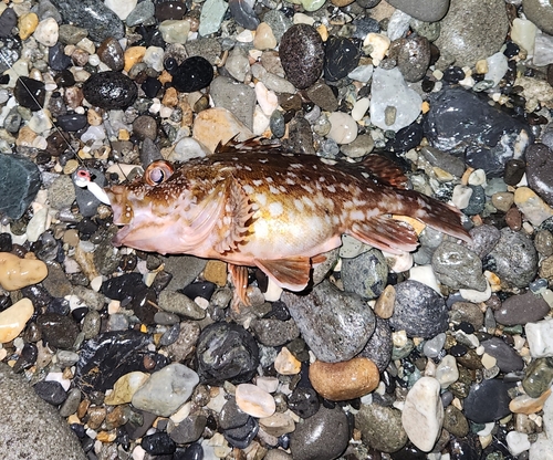 カサゴの釣果