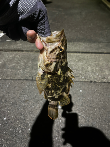 タケノコメバルの釣果