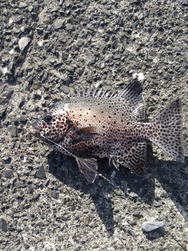 イシガキダイの釣果