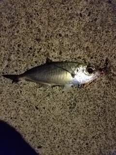 メアジの釣果