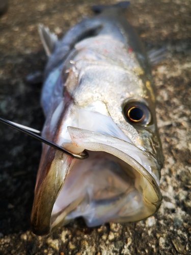 フッコ（マルスズキ）の釣果