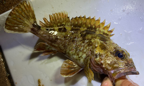 カサゴの釣果