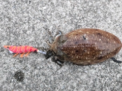 コウイカの釣果