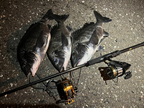 クロダイの釣果