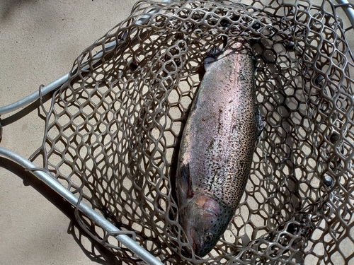 ニジマスの釣果