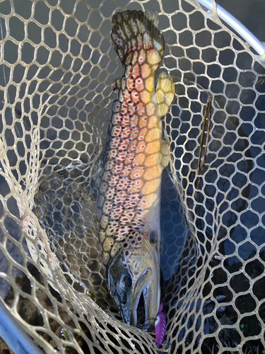 ブラウントラウトの釣果