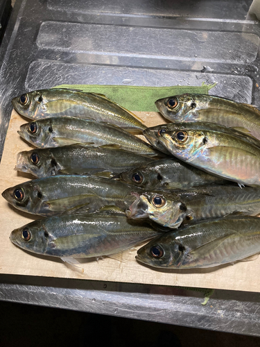 アジの釣果