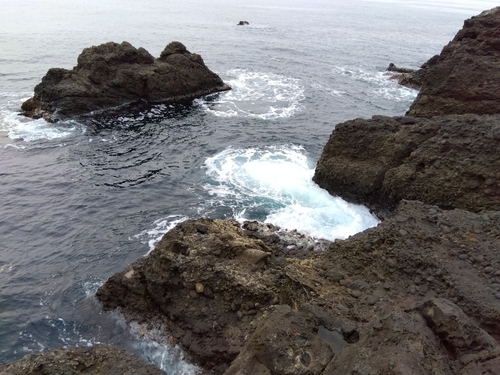 クロソイの釣果