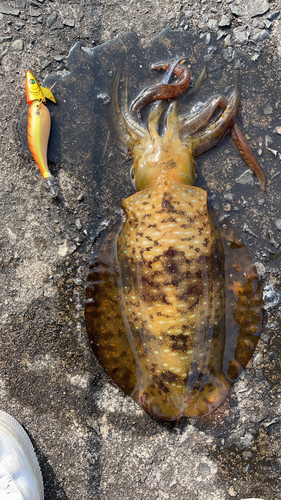 アオリイカの釣果