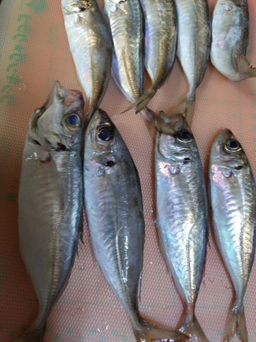 アジの釣果