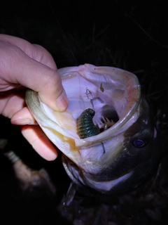 ブラックバスの釣果