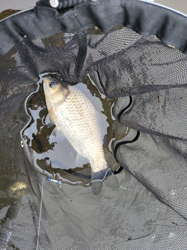 ヘラブナの釣果