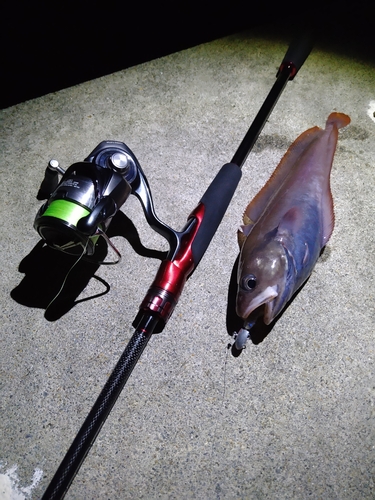 ドンコの釣果