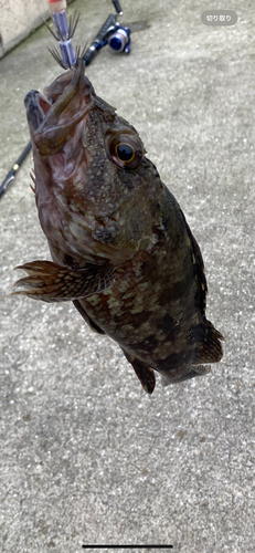 カサゴの釣果