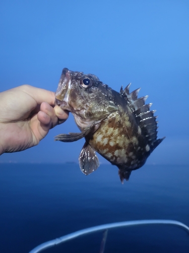 スズキの釣果