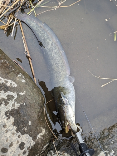 ニホンナマズの釣果