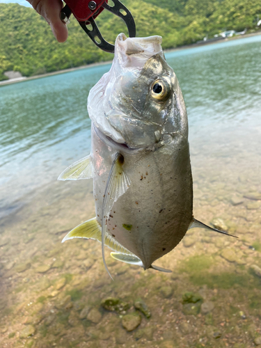 オニヒラアジの釣果