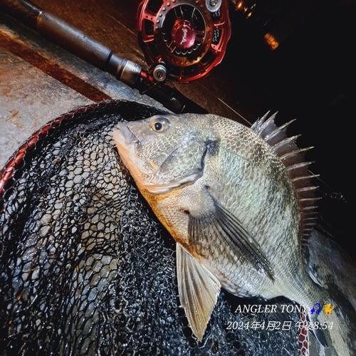 チヌの釣果