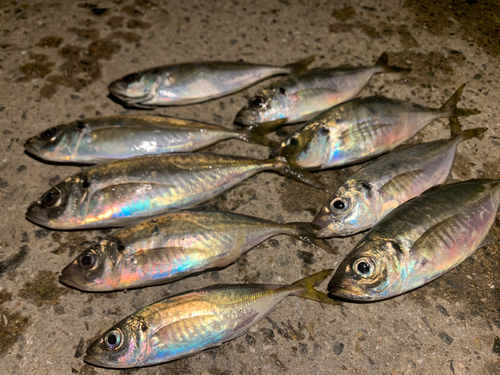 アジの釣果