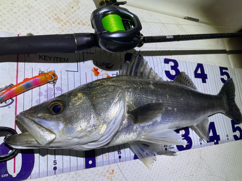 シーバスの釣果